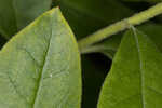 Piedmont azalea